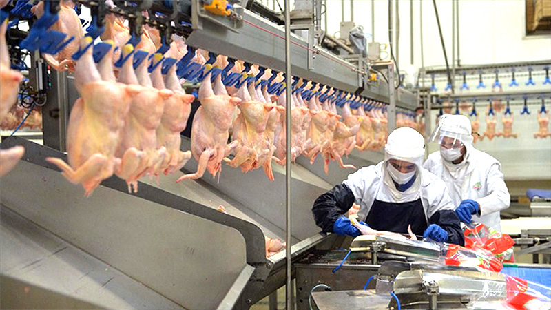 Yeni Dönem Başlıyor: Türkiye, Tavuk Eti İhracatında Avrupa’yı Fethedecek!